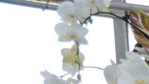 Una muestra del trabajo de  Colina Strada que forma parte de la exhibición "The Orchid Show: Florals in Fashion"en el NYBG.