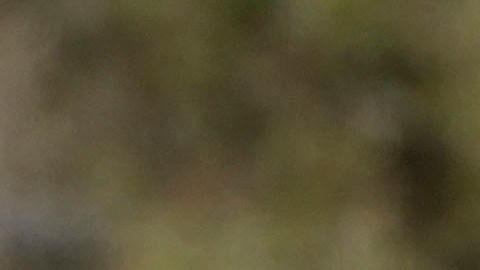 Gleyber Torres fue uno de los primeros en presentarse en los campos de entrenamiento de New York Yankees.