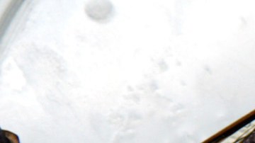 Los insectos como fuente imporante de alimentación.