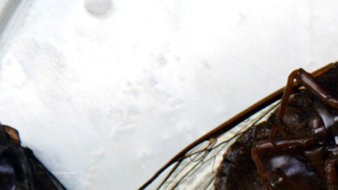 Los insectos como fuente imporante de alimentación.