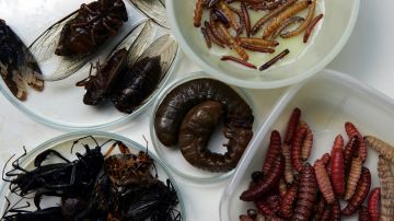 Los insectos como fuente imporante de alimentación.