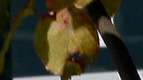 El 16% piensa que Estados Unidos debería reducir su compromiso con la OTAN.