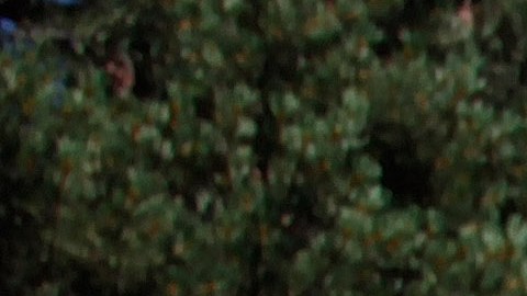 La causa oficial de muerte será determinada por la oficina forense en los "próximos días".