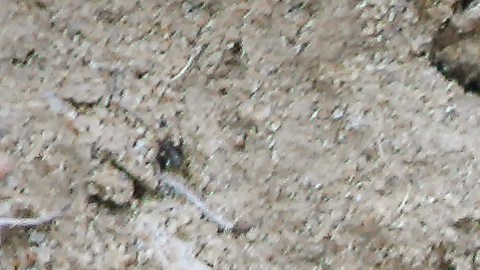 Marmota