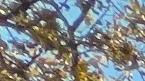 Por ahora más de 900,000 residentes no ciudadanos no podrán votar en comicios de la Ciudad de NYC