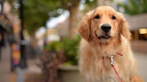 Golden Retriever