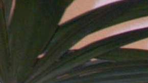 Ricardo Casares, conductor de 'Venga la Alegría'.