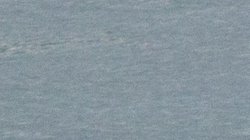 Orcas