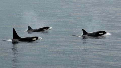 Orcas