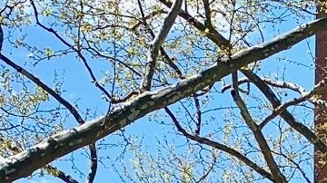 Muchos neoyorquinos dependen de la renta controlada.