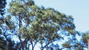 Revelan las causas del accidente en el que murió el plusmarquista mundial de maratón, Kelvin Kiptum