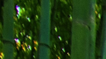 Bamboo,Forest,In,Japan,,Arashiyama,,Kyoto