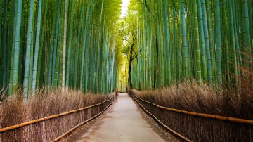Bamboo,Forest,In,Japan,,Arashiyama,,Kyoto