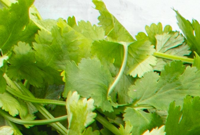 Vegetales de hoja verde