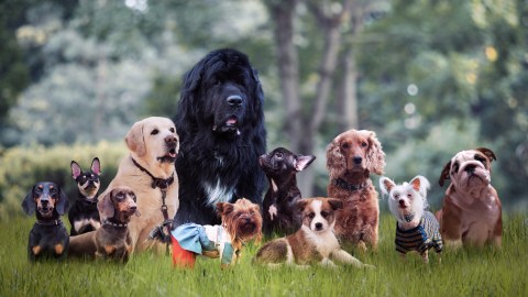 Perros