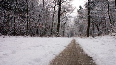 winter_snow_away_wintry_forest-764174