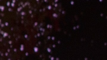 Alipio Coco Cabrera, anfitrión del programa radial El Palo Con Coco.