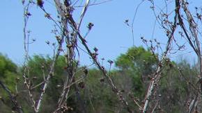 Owens se refirió a la mayoría de los inmigrantes como "absolutamente buena gente".