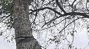 ¿Qué debe hacer si no es seleccionado para una cita a través de la aplicación CBP One?