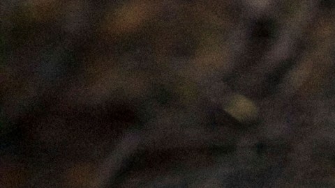 Todavía se desconoce el motivo por el cual el animal decidió atacar a los hermanos. El hecho está bajo investigación.