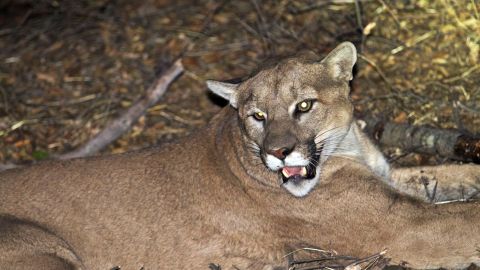 Todavía se desconoce el motivo por el cual el animal decidió atacar a los hermanos. El hecho está bajo investigación.