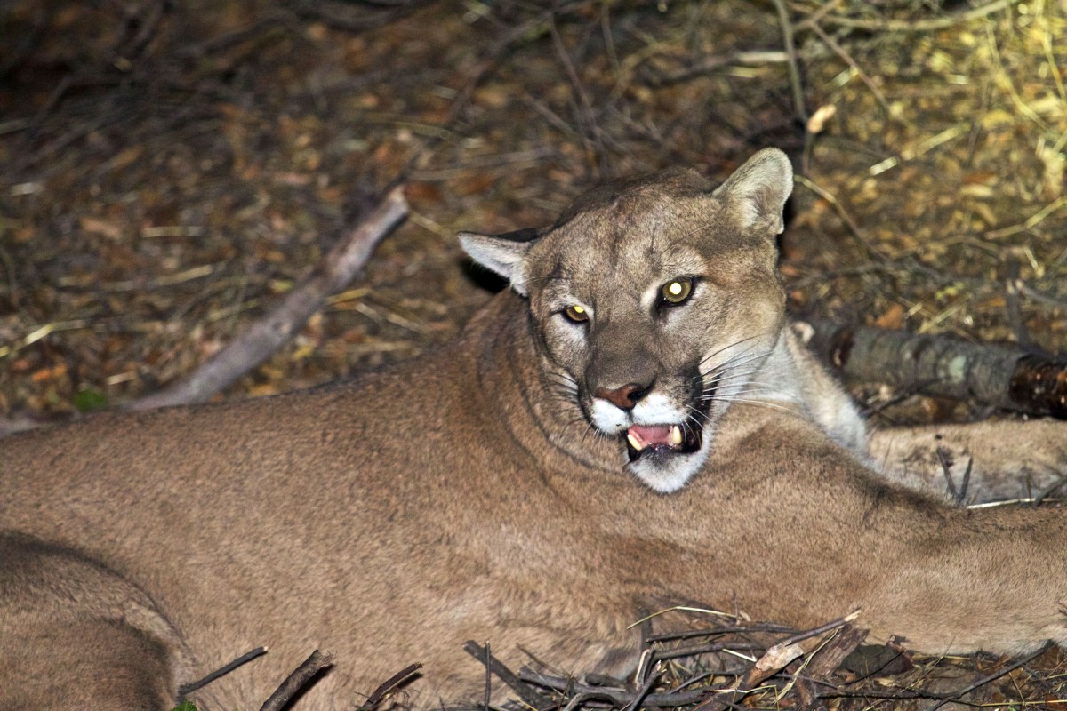 Identificaron a las víctimas del ataque de puma en California