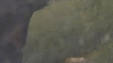 Campos admitió que aceptó guiar a los migrantes a cambio de que le pagaran $6,000 dólares.