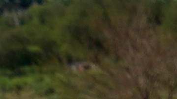 Supremo de EE.UU. prohíbe la ley de Texas que permite a policías detener y expulsar migrantes