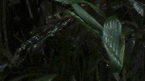 Panamá afirmó que Médicos Sin Fronteras enviaba informes incompletos de migrantes abusadas en Darién