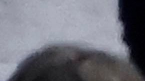 Lionel Messi en el partido entre el Inter Miami y el Nashville SC