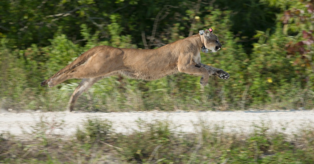 Puma mató a un hombre e hirió a su hermano en el norte de California