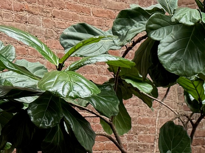 Toda la nueva línea de Macs de Apple.