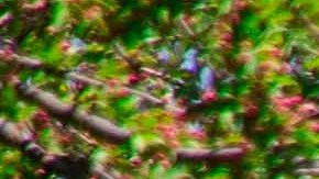 Daffodil Hill mco-7061