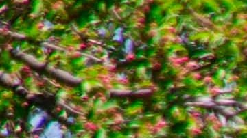 Daffodil Hill mco-7061