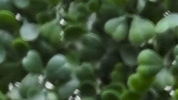 Romina Marcos habla sobre su relación con Juan Osorio.