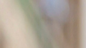 JLo y Ben Affleck buscando casa en Nueva York.