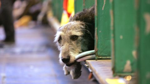 Perro en refugio