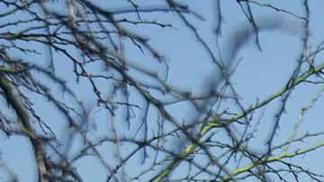 Se reforzó el patrullaje aéreo en los referidos municipios con la llegada de un helicóptero de la Fuerza Aérea Mexicana y uno de la Guardia Nacional.