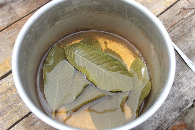 Hojas de guayaba