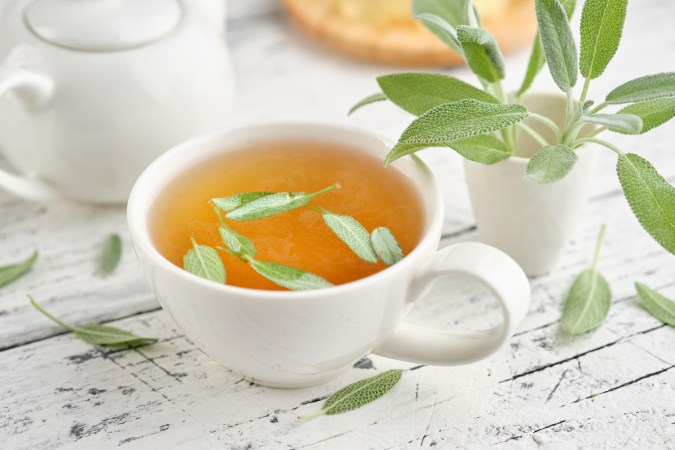 Salvia