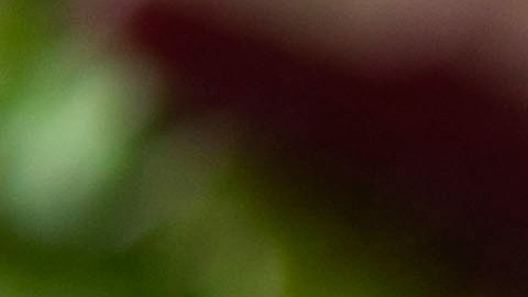 Verduras en Polvo