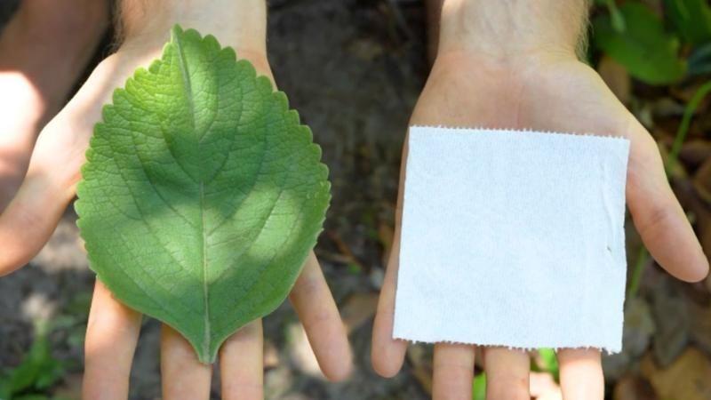 Esta es la planta que podría sustituir al papel higiénico en el futuro