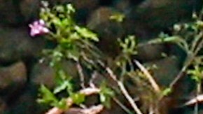 Rescate de víctimas del terremoto.