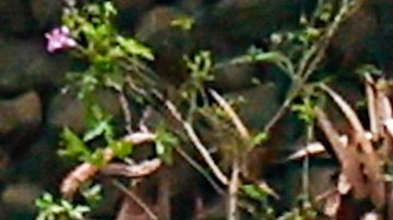 Rescate de víctimas del terremoto.