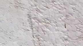 Migrantes venezolanos en 'shelters' aseguran que se esperan por muchos más que pasen la frontera.