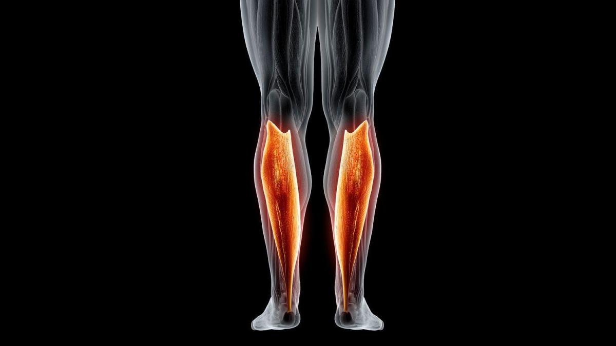 Cuál es el músculo sóleo y por qué funciona como un “segundo corazón”