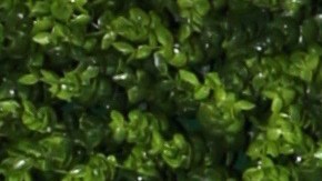 Elizabeth Gutiérrez y William Levy están separados.