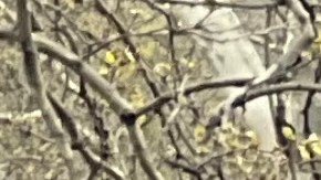 El concejal de Corona, Francisco Moya, el líder laboral Gary LaBarbera y el alcalde Adams celebraron como un gol la nueva fase del proyecto de Willets Point.