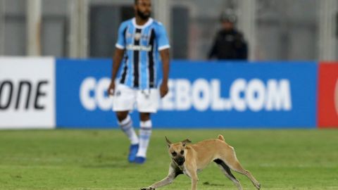 El perro ingresó a la cancha y terminó llevándose el balón del encuentro.