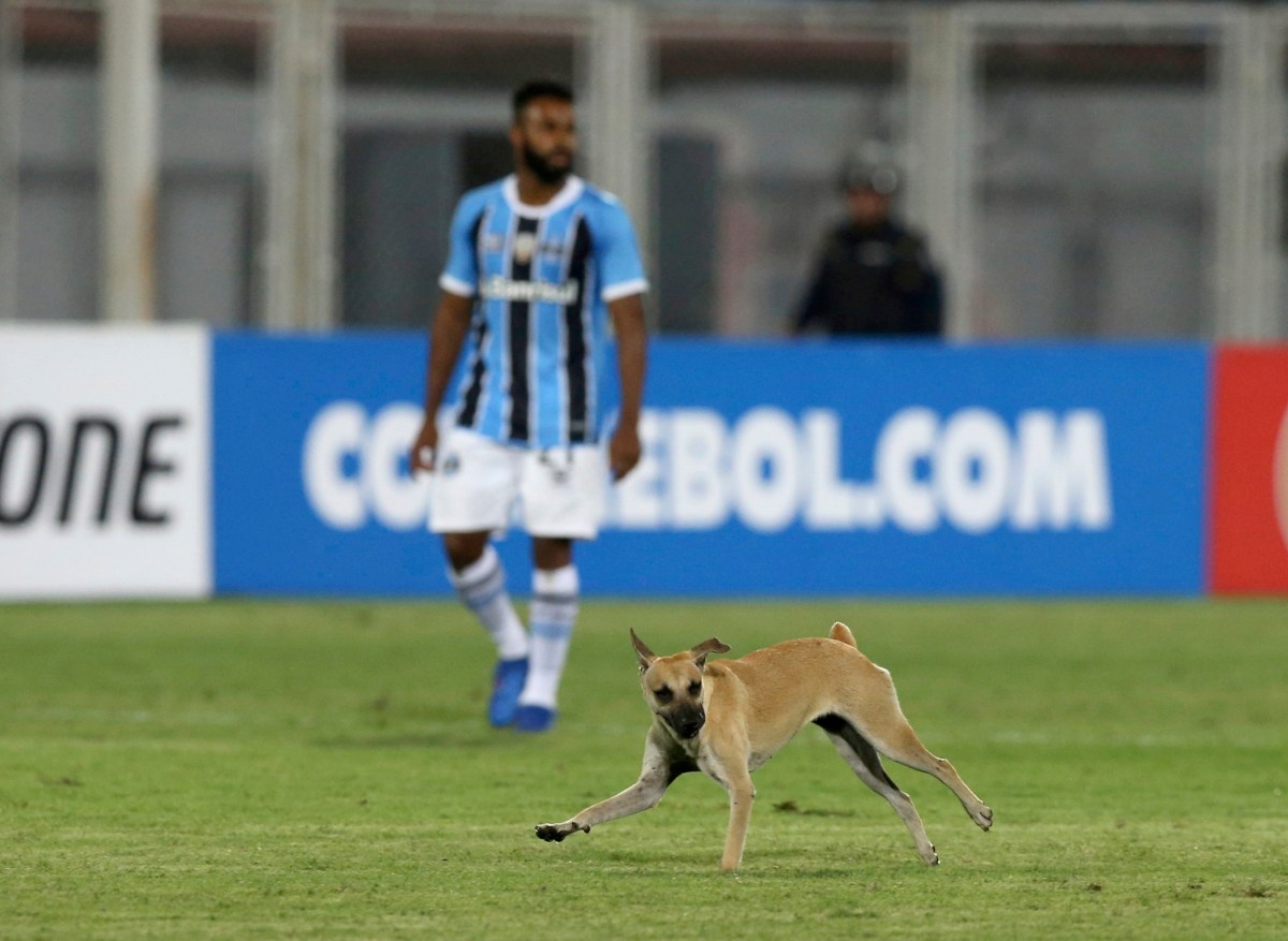 Perrito irrumpe en medio de un partido de fútbol en Colombia y enamora a los presentes [Video]